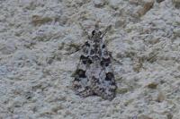 Eudonia delunella
