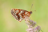 Melitaea athalia