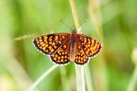 Melitaea athalia