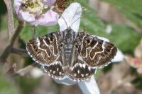 Euclidia mi