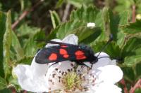 Zygaena trifolii