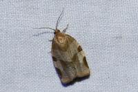 Choristoneura hebenstreitella