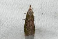 Aphomia sociella