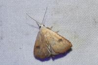 Rivula sericealis