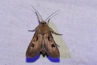 Agrotis exclamationis