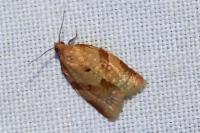 Clepsis consimilana