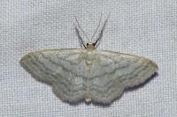 Idaea subsericeata