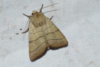 Charanyca trigrammica