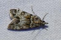 Eudonia mercurella