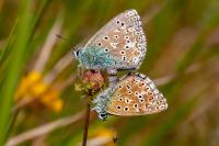 Lysandra bellargus