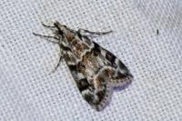 Eudonia delunella