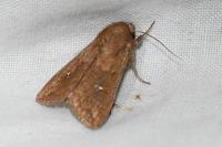Mythimna albipuncta