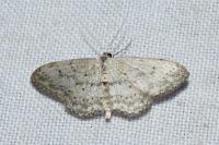 Idaea seriata