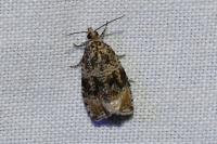 Celypha lacunana