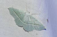 Campaea margaritaria