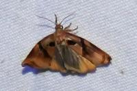 Archips podana