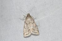 Eudonia pallida