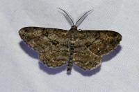 Peribatodes rhomboidaria