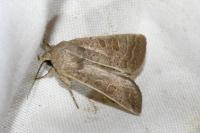Hoplodrina ambigua