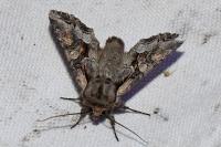 Lacanobia w-latinum