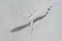 Pterophorus pentadactylus