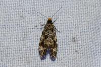 Triaxomera parasitella