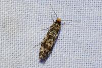 Triaxomera parasitella