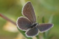 Cupido minimus