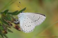 Cupido minimus