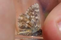Spialia sertorius