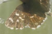Spialia sertorius
