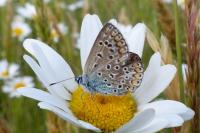 Polyommatus icarus