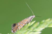 Glyphipterix thrasonella
