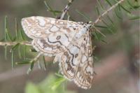 Elophila nymphaeata