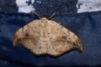 Drepana falcataria