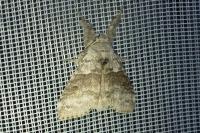 Calliteara pudibunda