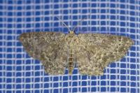 Cyclophora pendularia