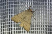 Charanyca trigrammica