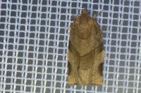 Choristoneura hebenstreitella