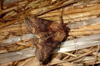 Abrostola triplasia