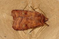 Diarsia rubi