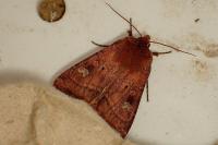 Diarsia rubi