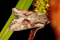 Lacanobia w-latinum