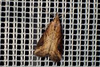 Schrankia costaestrigalis