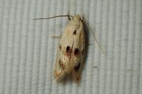 Elachista maculicerusella