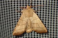 Charanyca trigrammica