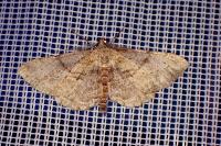 Peribatodes rhomboidaria rhomboidaria