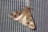 Acronicta megacephala