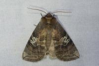 Tethea ocularis