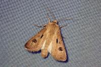Agrotis exclamationis
